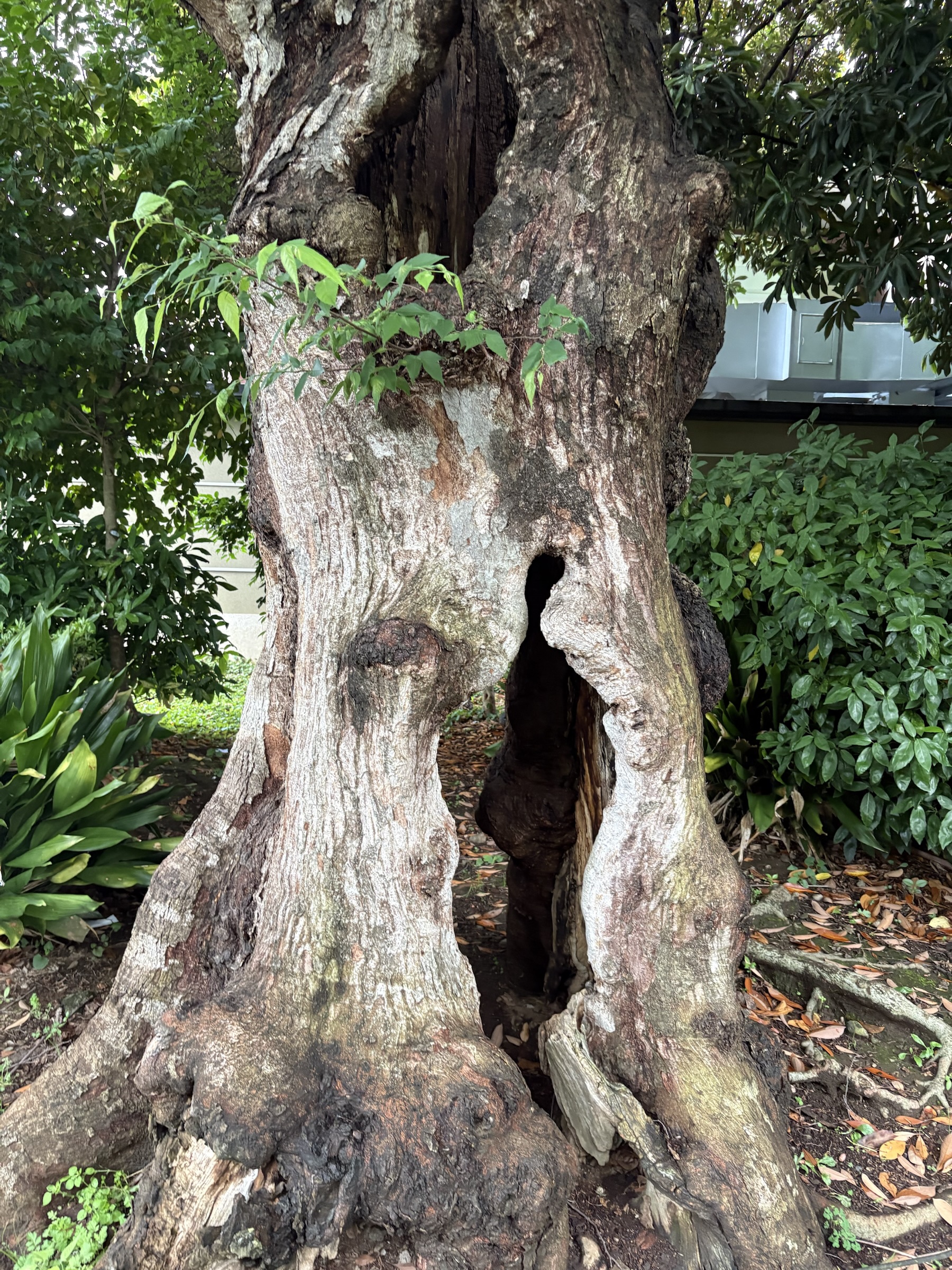 Gallery photo captured on May 31, 2025.